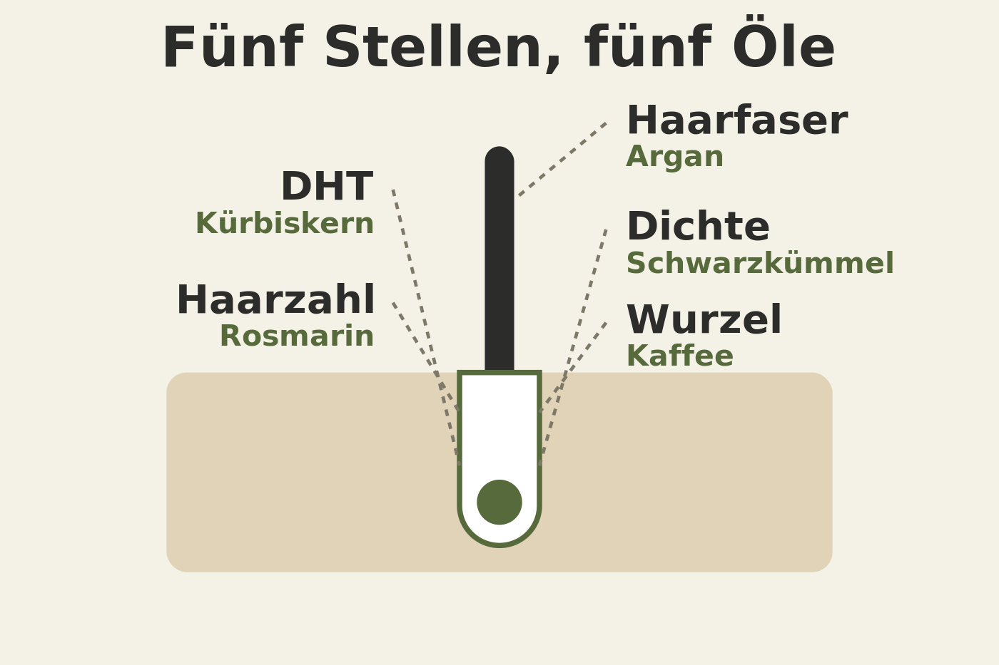 Grafik: eine Haarwurzel in der Kopfhaut mit fünf Beschriftungen, DHT, Haarzahl, Dichte, Wurzel wecken, Haarfaser, und dem zugehörigen Öl